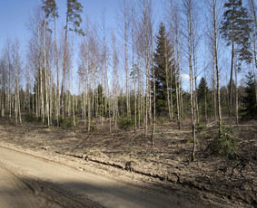 Medžių pjovimas, genėjimas. Aplinkos,miškų priežiūra / MB "Miškų Vilkai" / Darbų pavyzdys ID 3300473