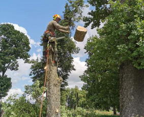 Medžių pjovimas, genėjimas. Aplinkos,miškų priežiūra / MB "Miškų Vilkai" / Darbų pavyzdys ID 3300483