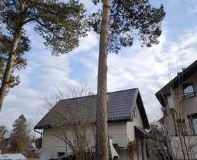Medžių pjovimas, genėjimas. Aplinkos,miškų priežiūra / MB "Miškų Vilkai" / Darbų pavyzdys ID 3300531