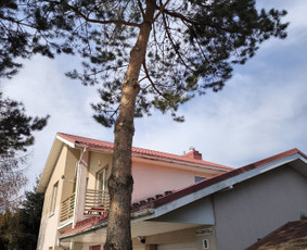 Medžių pjovimas, genėjimas. Aplinkos,miškų priežiūra / MB "Miškų Vilkai" / Darbų pavyzdys ID 3302409