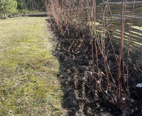 Aplinkos tvarkymas, apželdinimas - Vaismedžių sodinimas ir priežiūra - 3 Vaismedžių sodinimas ir priežiūra - Aplinkos tvarkymas, apželdinimas - 3