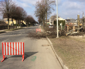 Beržo kirtimas šalia gatvės, tvoros, bei pardavimų kiosko.