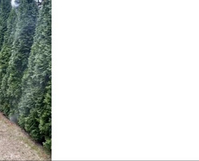 Genėjimas, apželdinimas ir kiti aplinkotvarkos darbai / Dainius Kubilius / Darbų pavyzdys ID 3315039