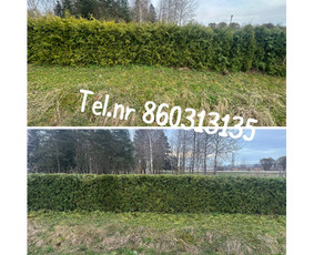 Medžių genėjimas*gyvatvorių karpymas*aplinkos tvarkymas / Zigmas / Darbų pavyzdys ID 3316165