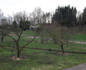 Vaismedžių/medžių genėjimas, gyvatvorių karpymas, šienavimas / Pavelas / Darbų pavyzdys ID 3322585