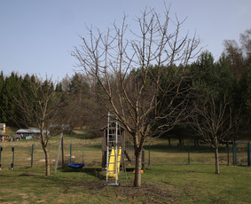 Vaismedžių/medžių genėjimas, gyvatvorių karpymas, šienavimas / Pavelas / Darbų pavyzdys ID 3322591