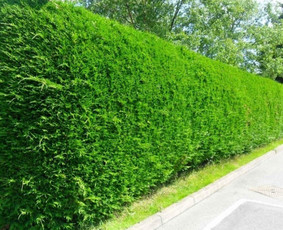 Gyvatvorių karpymas - Sklypų tvarkymas, griovimas,vejos įrengimas,hidroizoliacija - 2