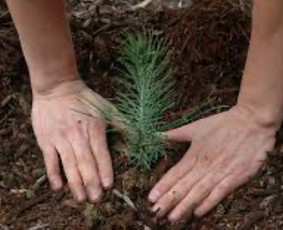 Augalų ir medelių sodinimas - Sklypų tvarkymas, griovimas,vejos įrengimas,hidroizoliacija - 3