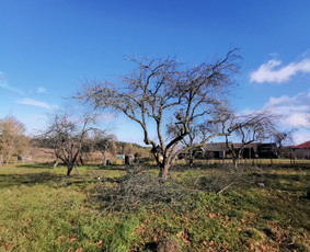 Medžių genėjimas, purškimas, gyvatvorių karpymas, sodo priež / Justas Kubilius / Darbų pavyzdys ID 3329577