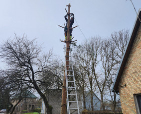 Medziu zoles krumu pjovimas - Avarinių medžių pjovimas - 2 Avarinių medžių pjovimas - Medziu zoles krumu pjovimas - 2