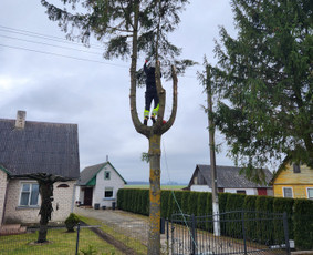 Medziu zoles krumu pjovimas - Avarinių medžių pjovimas - 1 Avarinių medžių pjovimas - Medziu zoles krumu pjovimas - 1