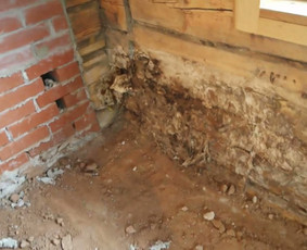 Pelėsio ir medžio grybo "Trobagrybio" naikinimas, šalinimas / PelėsioNaikinimasSalinimas.lt / Darbų pavyzdys ID 3334867