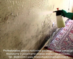 Pelėsio ir medžio grybo "Trobagrybio" naikinimas, šalinimas / PelėsioNaikinimasSalinimas.lt / Darbų pavyzdys ID 3335761