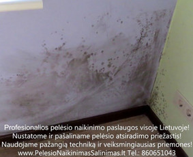Pelėsio ir medžio grybo "Trobagrybio" naikinimas, šalinimas / PelėsioNaikinimasSalinimas.lt / Darbų pavyzdys ID 3335841