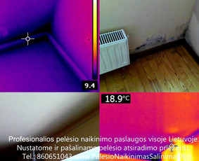 Pelėsio ir medžio grybo "Trobagrybio" naikinimas, šalinimas / PelėsioNaikinimasSalinimas.lt / Darbų pavyzdys ID 3336041