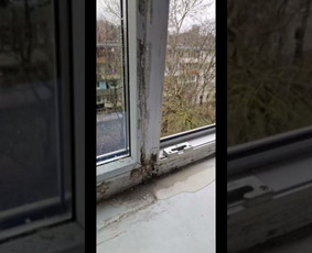 Pelėsio ir medžio grybo "Trobagrybio" naikinimas, šalinimas / PelėsioNaikinimasSalinimas.lt / Darbų pavyzdys ID 3336239