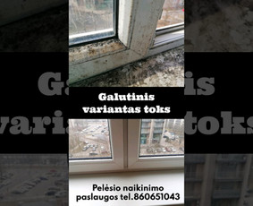 Pelėsio ir medžio grybo "Trobagrybio" naikinimas, šalinimas / PelėsioNaikinimasSalinimas.lt / Darbų pavyzdys ID 3336279