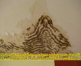 Pelėsio ir medžio grybo "Trobagrybio" naikinimas, šalinimas / PelėsioNaikinimasSalinimas.lt / Darbų pavyzdys ID 3336281