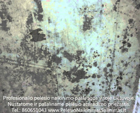 Pelėsio ir medžio grybo "Trobagrybio" naikinimas, šalinimas / PelėsioNaikinimasSalinimas.lt / Darbų pavyzdys ID 3336297