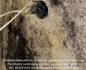 Pelėsio ir medžio grybo "Trobagrybio" naikinimas, šalinimas / PelėsioNaikinimasSalinimas.lt / Darbų pavyzdys ID 3336443