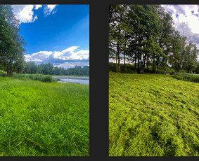 Pievų šienavimas - Vėjos, žolės pjovimas. Žolės skarifikavimas. - 3