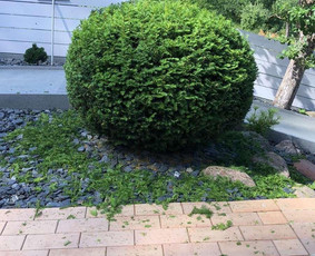 Aplinka, sodas - Aplinkos tvarkymas, aeravimas, genėjimas ir kita - 1