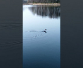 Videografas (fotografas). Drono paslaugos / Robertas “Toplanes Media” / Darbų pavyzdys ID 3343378
