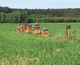 Bičių &scaron;eimų pardavimas - Biciu motineles parduoda, Carnica motinele, Buckfast - 4