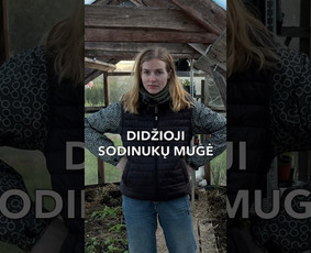 Informatyvus story kvietimas į Akropolio Sodinukų mugę