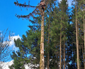 Medžių pjovimas, genėjimas. Aplinkos,miškų priežiūra / MB "Miškų Vilkai" / Darbų pavyzdys ID 3346638
