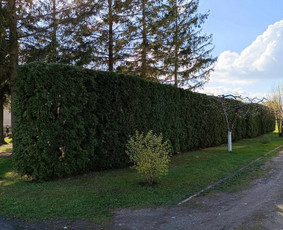 Aplinkos priežiūra, vejos įrengimas, aeravimas, genėjimas / Aplinkos, želdinių tvarkymo darbai / Darbų pavyzdys ID 3354168