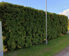 Aplinkos priežiūra, vejos įrengimas, aeravimas, genėjimas / Aplinkos, želdinių tvarkymo darbai / Darbų pavyzdys ID 3354170