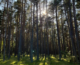 Laivo nuoma - Pramoginės jachtos nuoma - 1