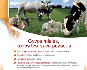 Grafikos dizaino,web svetainių sprendimai,el. parduotuvės. - Prezentacijų dizaino kūrimas - 1 Prezentacijų dizaino kūrimas - Grafikos dizaino,web svetainių sprendimai,el. parduotuvės. - 1