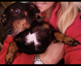 Naminių gyvūnėlių nakvynė/ pet sitting/ home boarding / GIN / Darbų pavyzdys ID 3364868