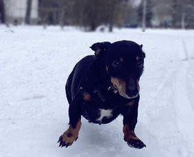 Naminių gyvūnėlių nakvynė/ pet sitting/ home boarding / GIN / Darbų pavyzdys ID 3364876