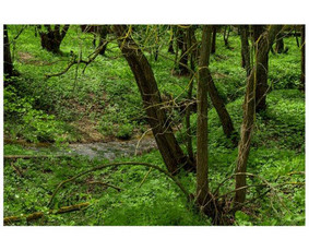 Statybos, apdaila - Sklypu tvarkimas,medziu bei krumu pjovimas. - 1