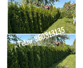 Medžių genėjimas*gyvatvorių karpymas*aplinkos tvarkymas / Zigmas / Darbų pavyzdys ID 3370064