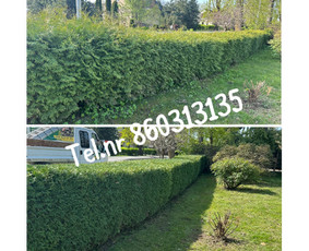 Medžių genėjimas*gyvatvorių karpymas*aplinkos tvarkymas / Zigmas / Darbų pavyzdys ID 3370066