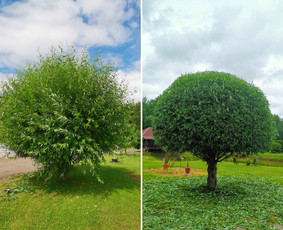 Medžių genėjimas, purškimas, gyvatvorių karpymas, sodo priež / Justas Kubilius / Darbų pavyzdys ID 3370572