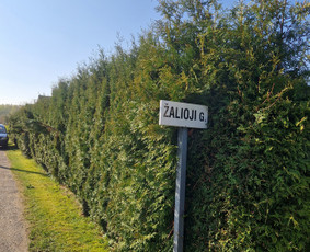 Aplinkos priežiūra, vejos įrengimas, aeravimas, genėjimas / Aplinkos, želdinių tvarkymo darbai / Darbų pavyzdys ID 3372714