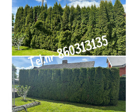 Medžių genėjimas*gyvatvorių karpymas*aplinkos tvarkymas / Zigmas / Darbų pavyzdys ID 3378092