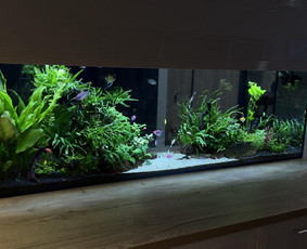 Akvariumų klijavimas, įrengimas, priežiūra - Akvariumų specialistai - 3 Akvariumų specialistai - Akvariumų klijavimas, įrengimas, priežiūra - 3