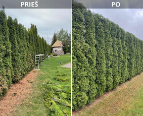 Aplinkos tvarkymas, apželdinimas - Gyvatvorių karpymas - 3 Gyvatvorių karpymas - Aplinkos tvarkymas, apželdinimas - 3