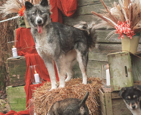 Švenčių dekoravimas, Renginių koordinavimas bei Planavimas. / Šarlota Decor / Darbų pavyzdys ID 3386982