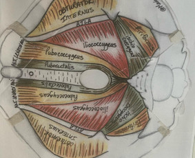 Sveikata, gydymas - Vyrų dubens ligų masažas - 1