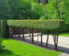 Gyvatvorių karpymas, žeminimas, formavimas / Vytautas R. / Darbų pavyzdys ID 3389932