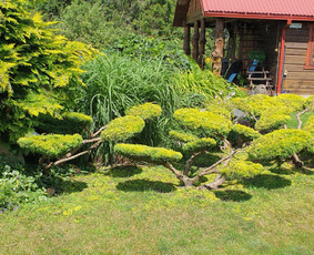 Gyvatvorių karpymas, žeminimas, formavimas / Vytautas R. / Darbų pavyzdys ID 3389940
