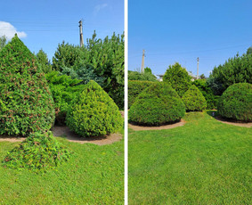 Gyvatvorių karpymas, žeminimas, formavimas / Vytautas R. / Darbų pavyzdys ID 3389942