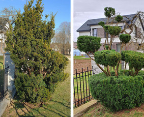 Gyvatvorių karpymas, žeminimas, formavimas / Vytautas R. / Darbų pavyzdys ID 3389944